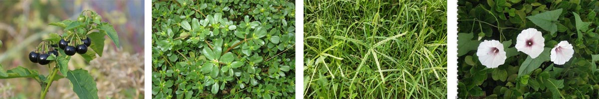 FluometURON4张防治对象组图1200-200