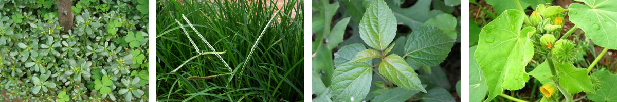 Simazine4张防治对象组图1200-200