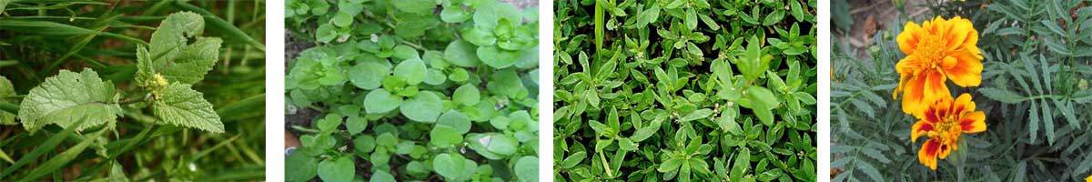 desmedipham 4张防治对象组图1200-200