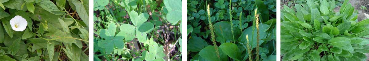 Cyanazine 4张防治对象组图1200-200