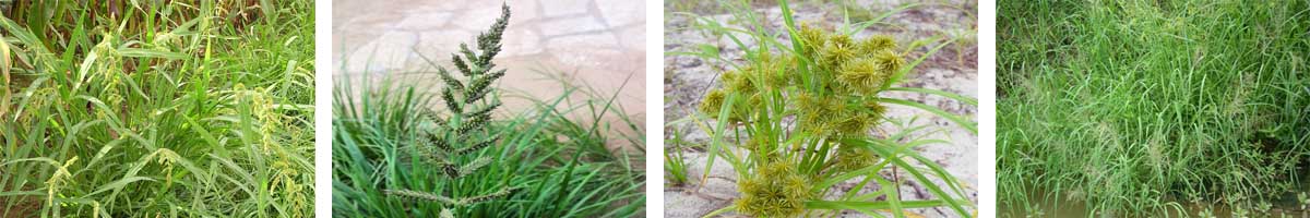 Cyhalofop-丁基4张防治对象组图1200-200