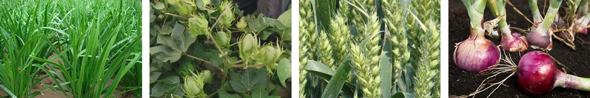 mepiquat chloride4张防治对象组图1200-200