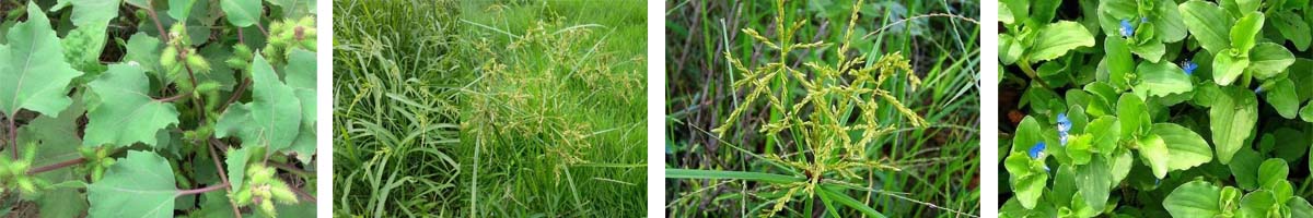 Halosulfuron-Methyl4张防治对象组图1200-200