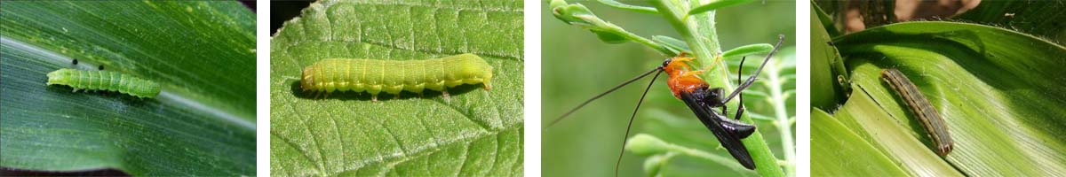 RH-58494张防治对象组图1200-200