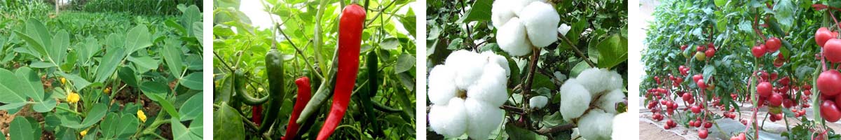 Triacontanol4张防治对象组图1200-200