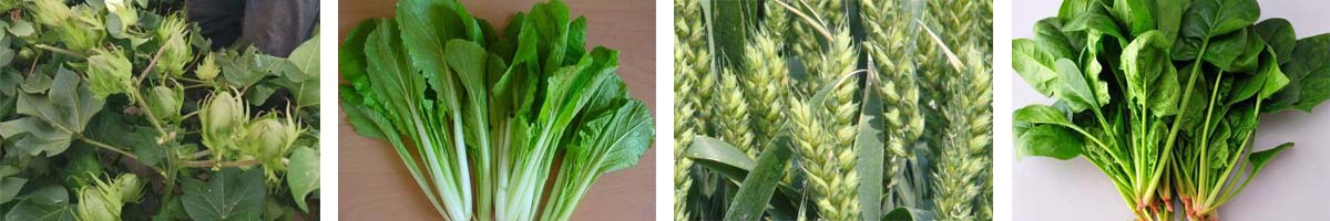 α-naphthaleneaceticd4张防治对象组图1200-200