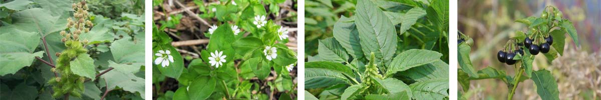 isoxaflutole4张防治对象附图1200-200