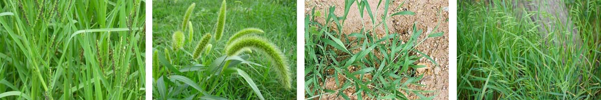 PropaquizaFop4张防治对象组图1200-200