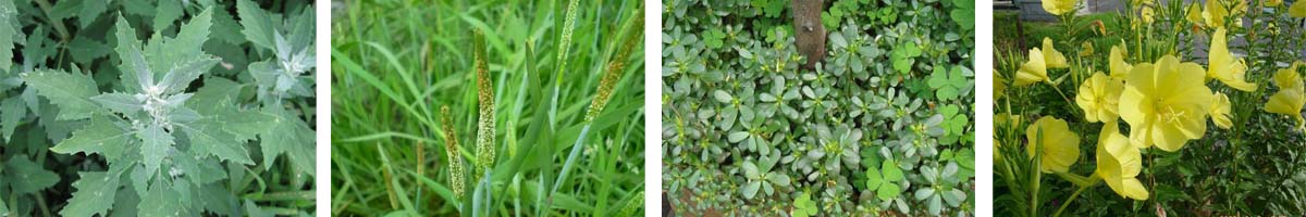 Terbuthylazine4张防治对象组图1200-200