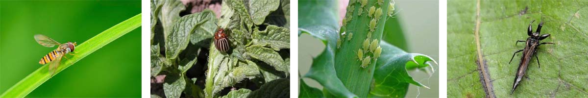 Trizophos4张防治对象组图1200-200