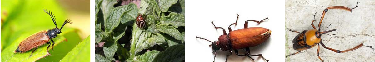 Pirimiphos-Methyl4张防治对象组图1200-200