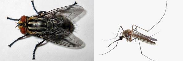 s-bioallethrin2张防治对象组图594-200