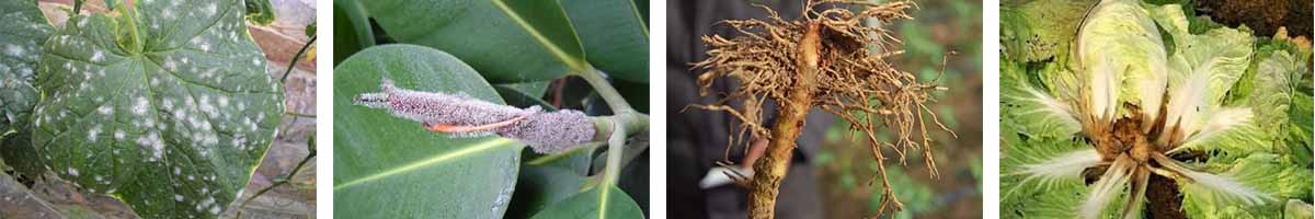 8-羟基喹啉硫酸盐单水滴-4张防治对象组图1200-200