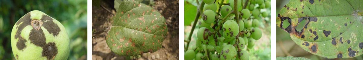 Metiram4张防治对象组图1200-200