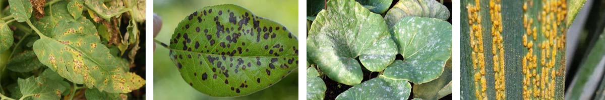 Fenpropidin4张防治对象组图1200-200