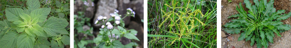 Rimsulfuron4张防治对象组图1200-200