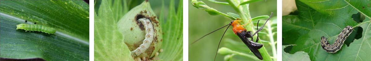 Flufenoxuron4张防治对象组图1200-200