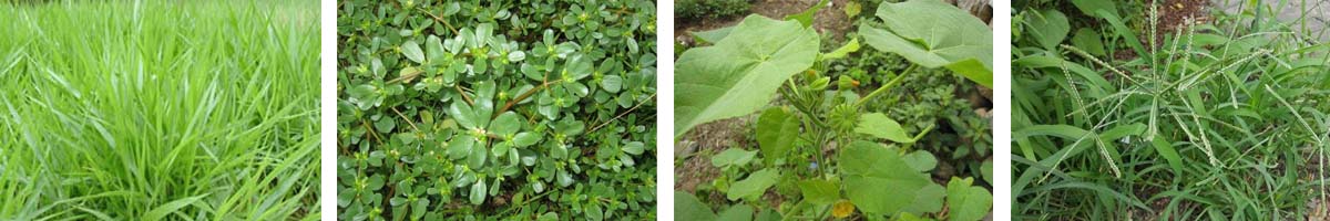 imazaquin4张防治对象组图1200-200