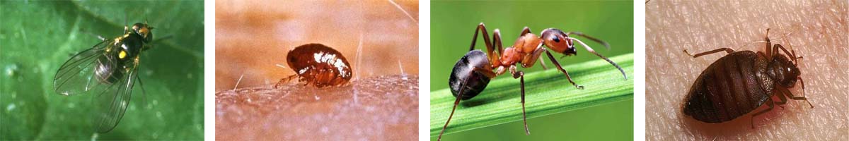 Pyrethrin4张防治对象组图1200-200