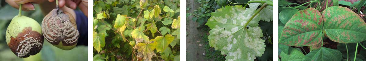 Captan4张防治对象组图1200-200