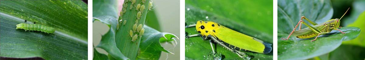 Phoxim4张防治对象组图1200-200