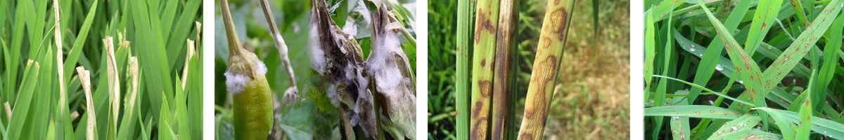 IsoproThiolane4张防治对象组图1200-200