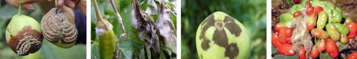 Procymidone4张防治对象组图1200-200