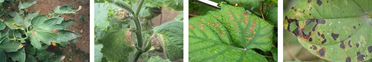 Zineb4张防治对象组图1200-200