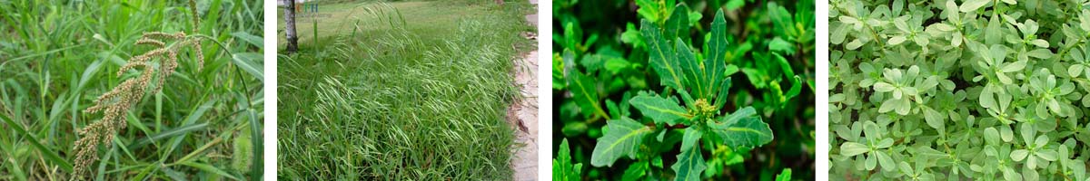 2,4-d4张防治对象组图1200-200