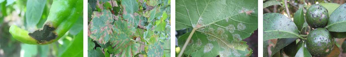 Metalaxyl-M4张防治对象组图1200-200