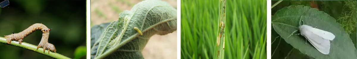 diflubenzuron4张防治对象组图1200-200