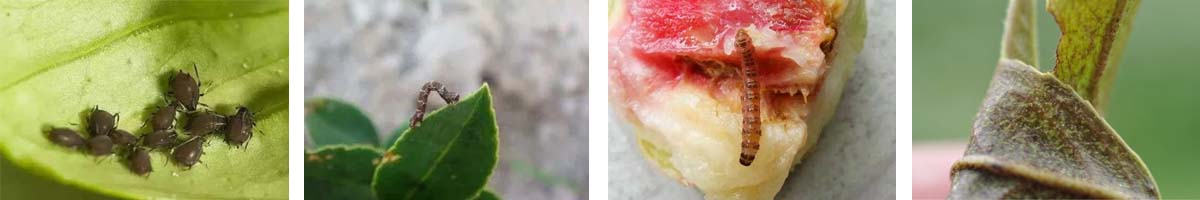 Lambda-cyhalothrin-4张防治对象组图1200-200