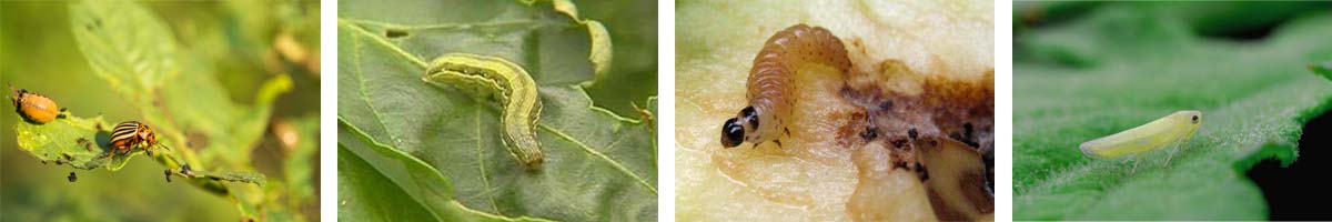 indoxacarb-4张防治对象组图1200-200