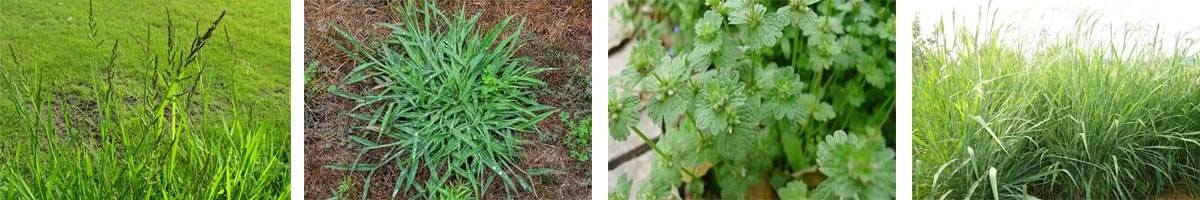 oryzalin4张防治对象组图1200-200