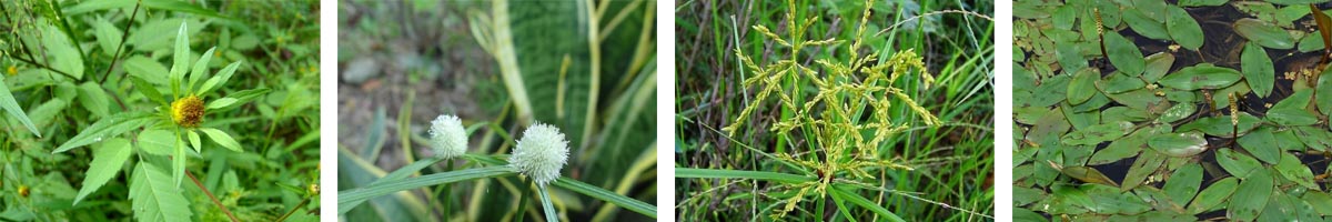 imazapyr4张防治对象组图1200-200