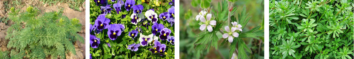 Triasulfuron4张防治对象组图1200-200