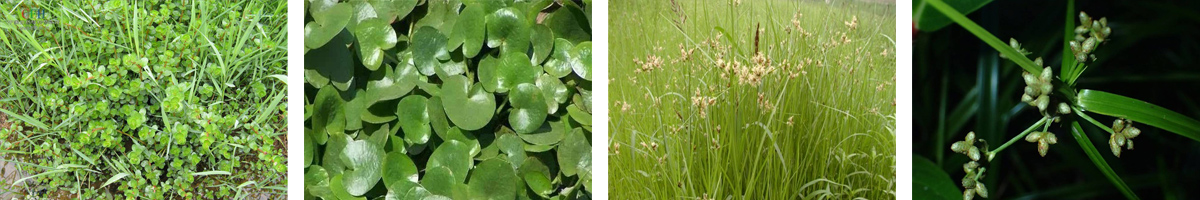 Pyrazosulfuron-ethyl4张防治对象组图1200-200