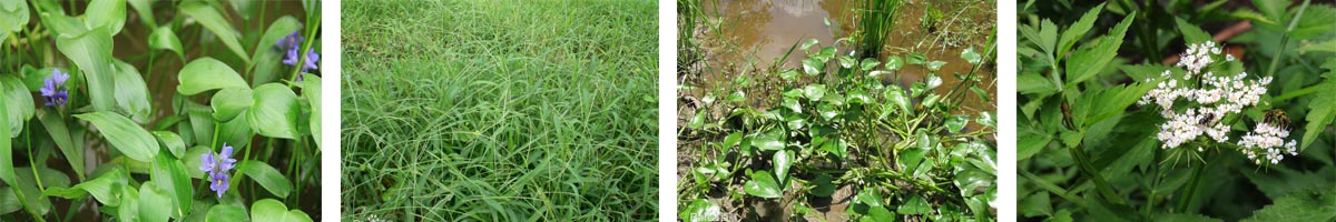 Propanil4张防治对象组图1200-200