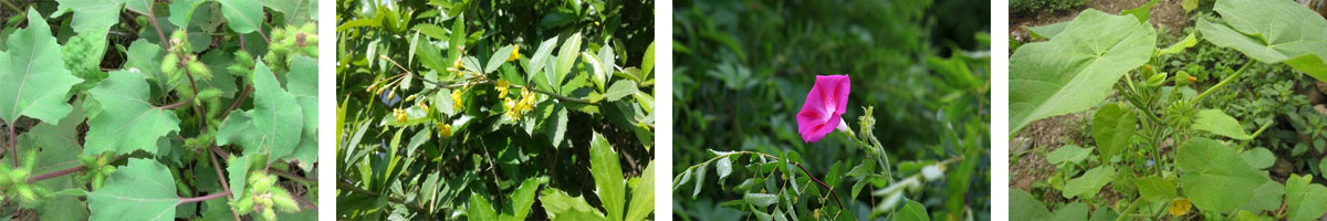 Pyrithiobac-sodium4张防治对象组图1200-200