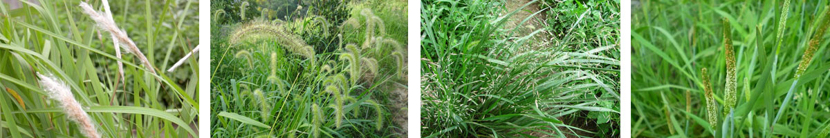 Quizalofop-p-ethyl4张防治对象组图1200-200