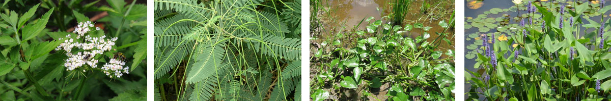 quinclorac4张防治对象附图1200-200