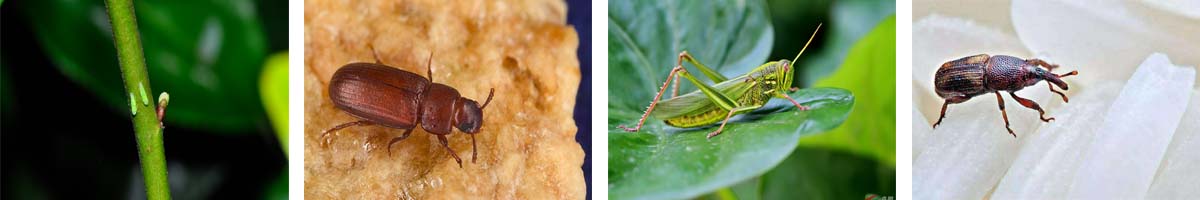 Azadirachtin4张防治对象组图1200-200