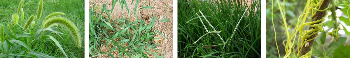 Butralin4张防治对象附图1200-200