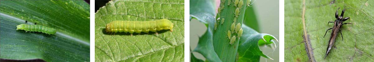 rotenone4张防治对象组图1200-200