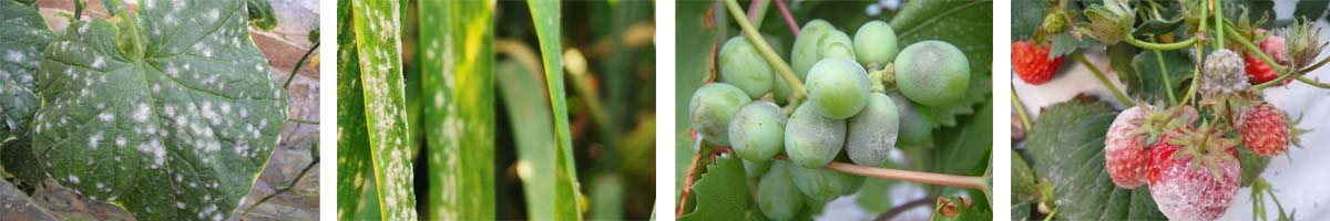 Bupirimate4张防治对象组图1200-200