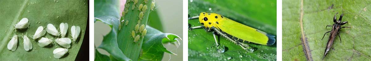 TolfenPyrad4张防治对象组图1200-200