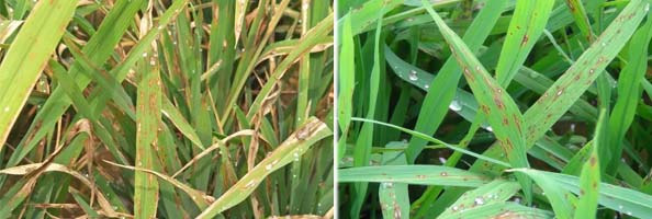 Fenoxanil2张防治对象组图594-200