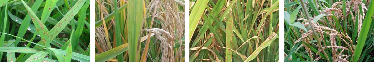 Tricyclazole4张防治对象组图1200-200