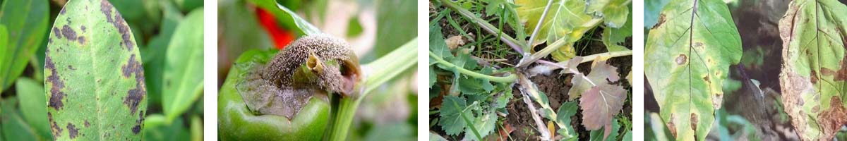 Iprodione4张防治对象组图1200-200