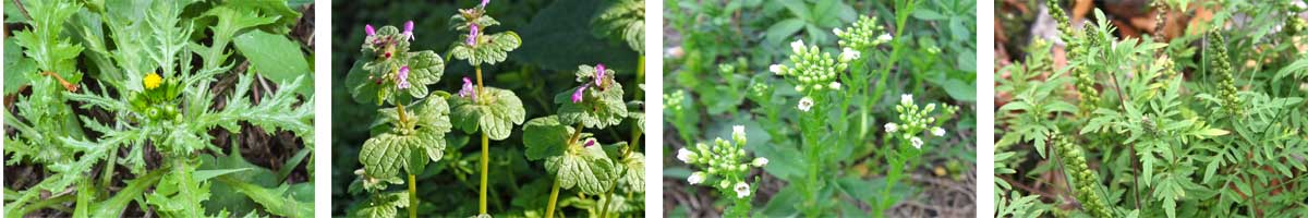 Bromoxynil octanoate 4张防治对象组图1200-200